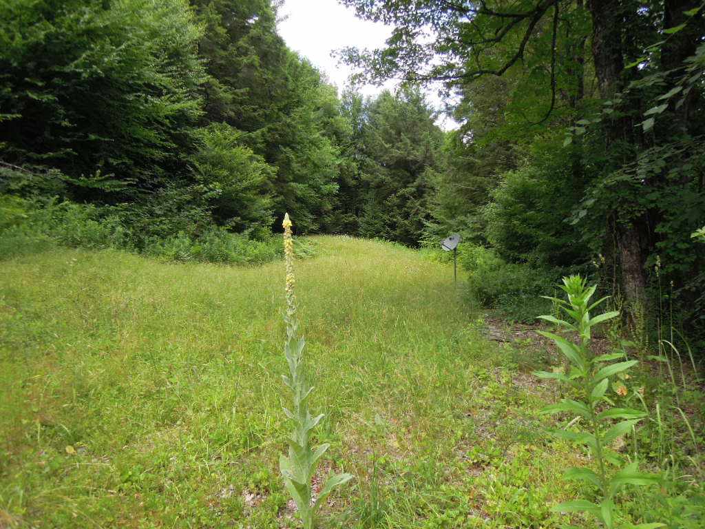 144 Hubbard Hill Road Halifax, VT 05342 - Photo 5 of 17