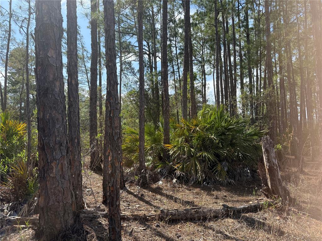 Aspen Street Eustis, FL 32736 - Photo 13 of 19 a view of a forest