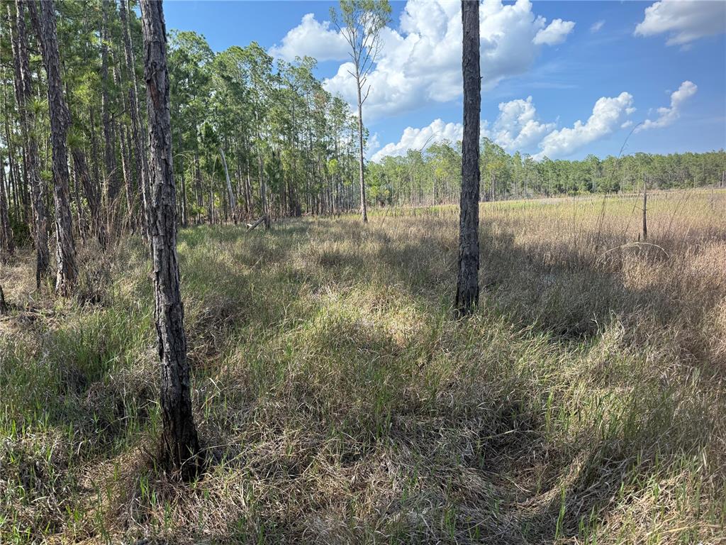 Aspen Street Eustis, FL 32736 - Photo 15 of 19 a view of lake with green space
