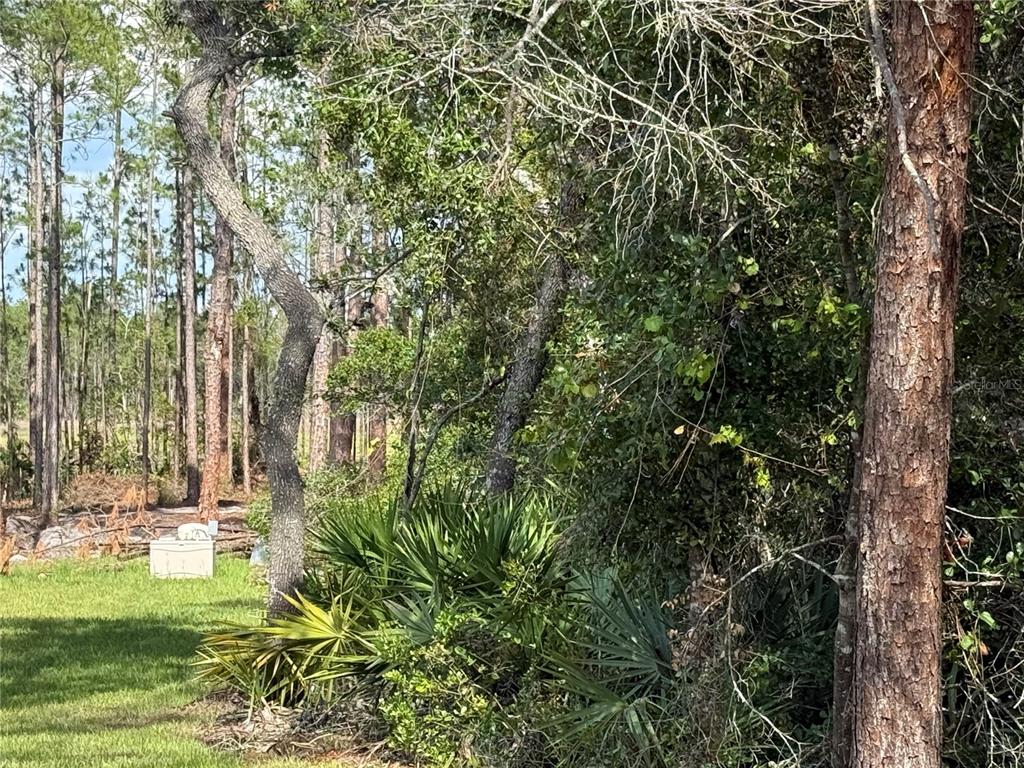 Aspen Street Eustis, FL 32736 - Photo 16 of 19 a view of yard with small space