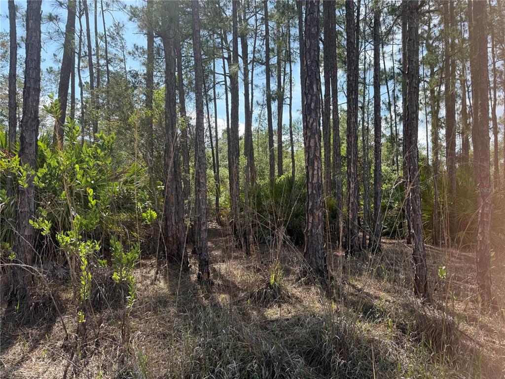 Aspen Street Eustis, FL 32736 - Photo 10 of 19 a view of backyard with green space