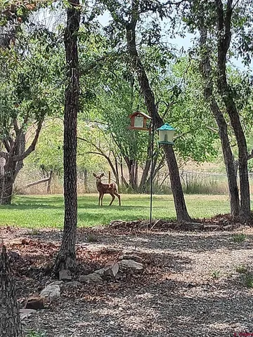 a view of a yard with a tree