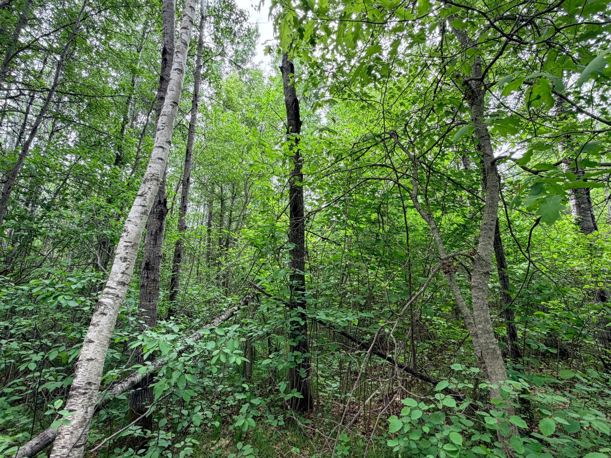 Tbd Half Moon Road Park Rapids, MN 56470 - Photo 5 of 12