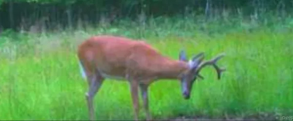 $64,900 | Akins Road, Cohocton, NY 14826