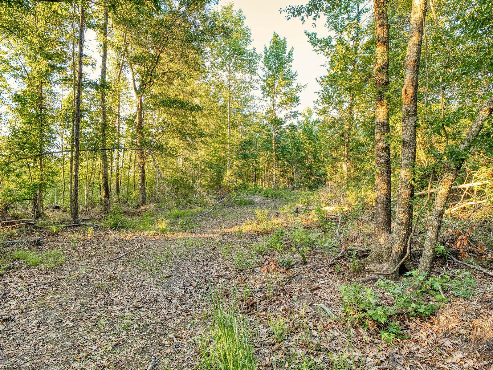 Tbd Tbd Chair Road Hemingway, SC 29554 - Photo 22 of 37