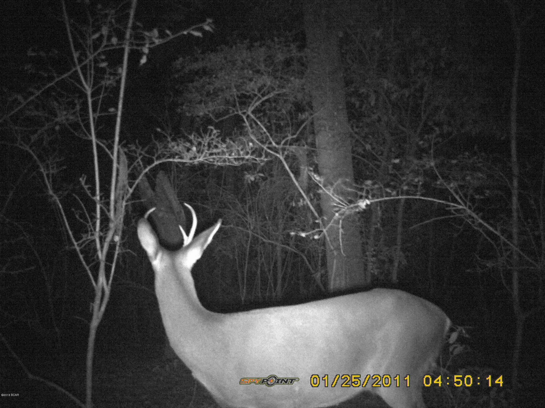 3420 Lucas Lake Road Chipley, FL 32428 - Photo 9 of 9 Gallery Image 9