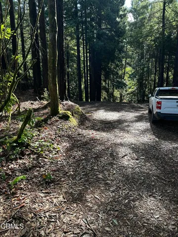 a view of a backyard with large trees