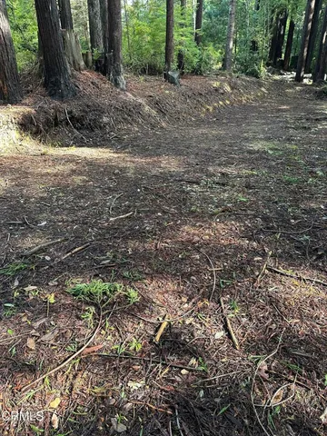a view of a yard with plants and large trees
