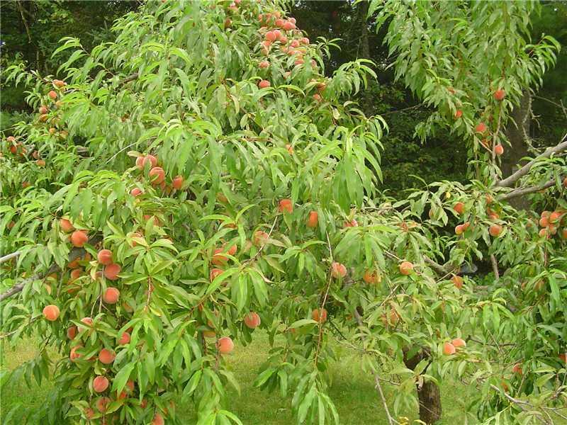 13 West Franklin Road Franklin, ME 04634 - Photo 27 of 31 Other. Peaches ready to pick right...