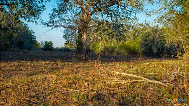 a view of a trees in a yard