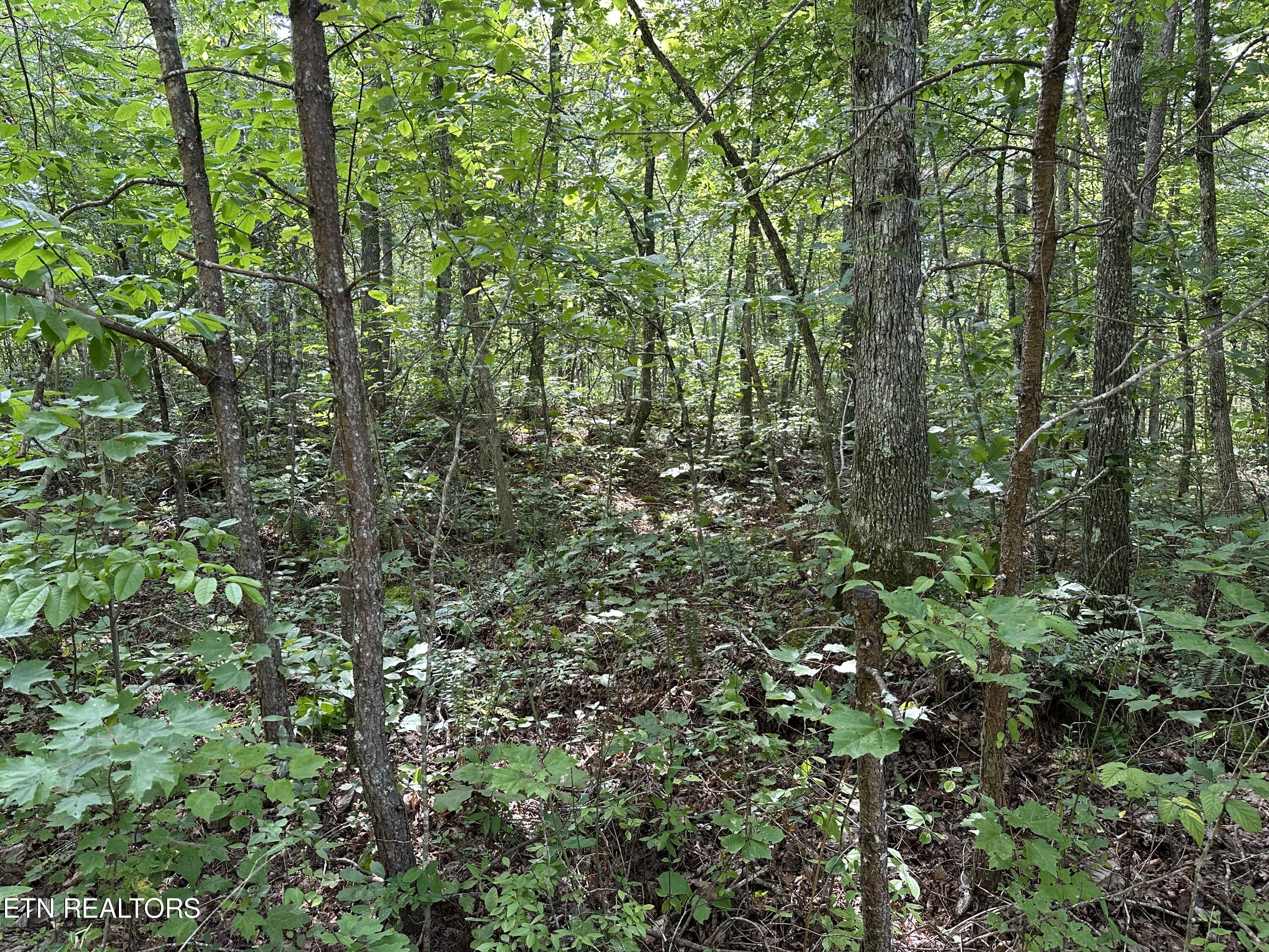 Anthony Road Deer Lodge, TN 37726 - Photo 3 of 10 IMG_6974