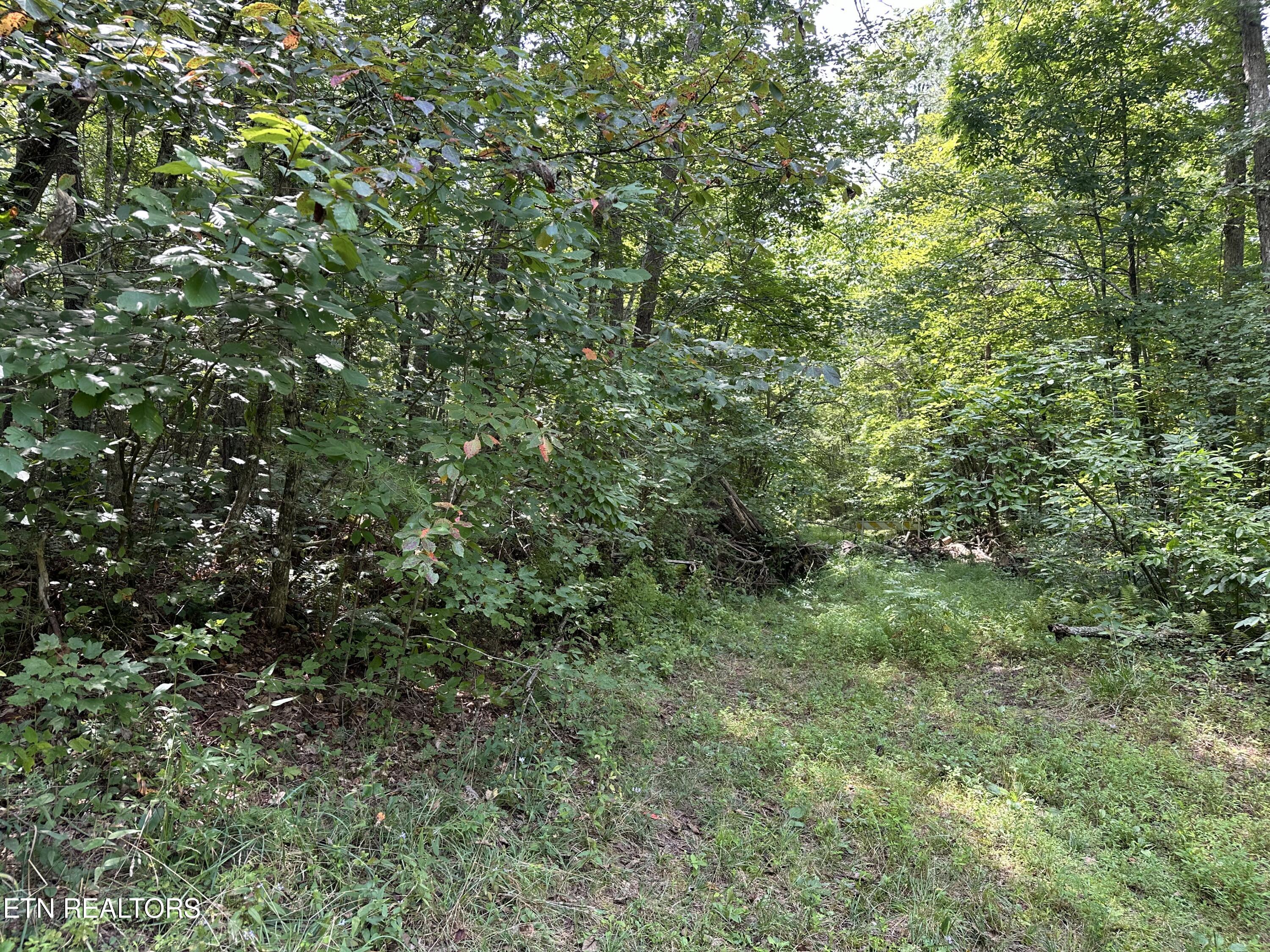 Anthony Road Deer Lodge, TN 37726 - Photo 5 of 10 IMG_6976