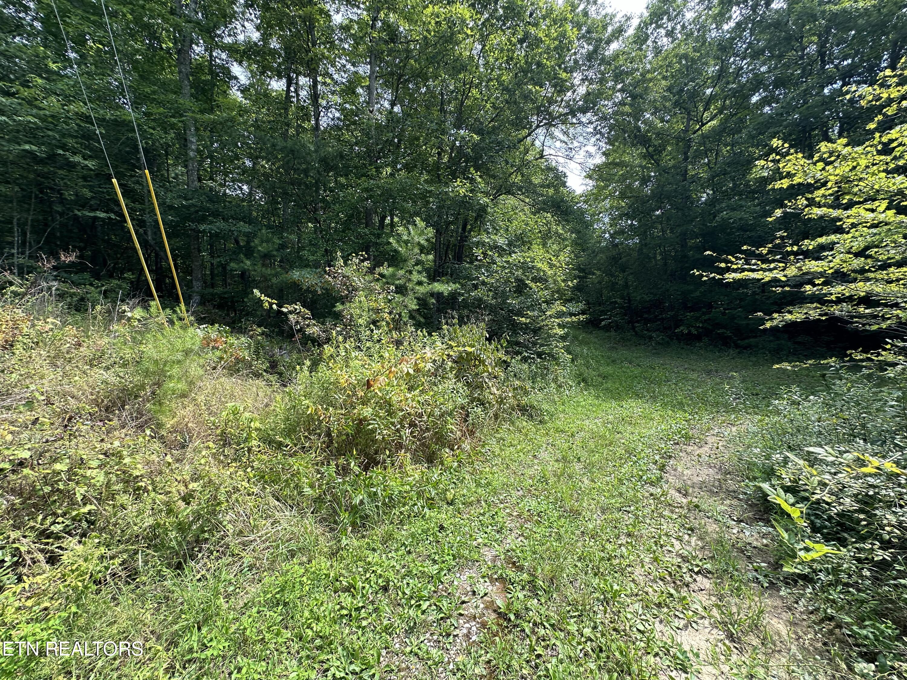 Anthony Road Deer Lodge, TN 37726 - Photo 8 of 10 IMG_6979