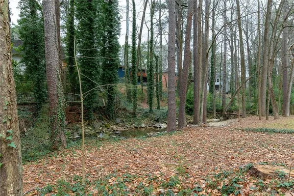 a view of a forest that has large trees
