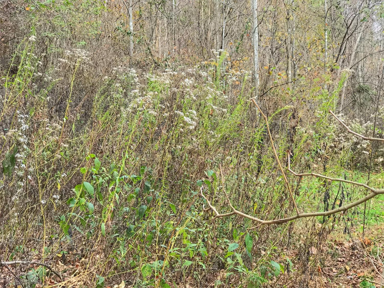 889 South Fork Road Stanton, KY 40380 - Photo 13 of 19 Photo 13
