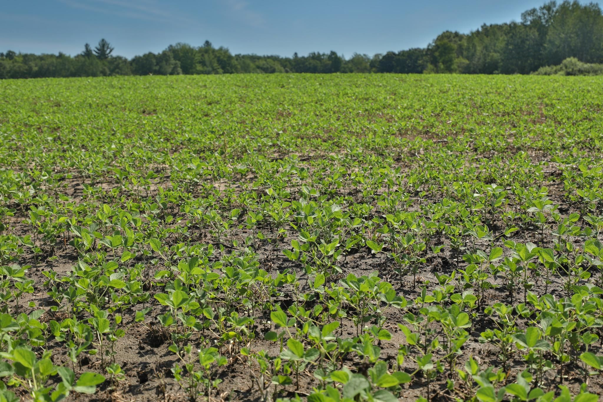 38.85-ac County Road East Pittsville, WI 54466 - Photo 30 of 50
