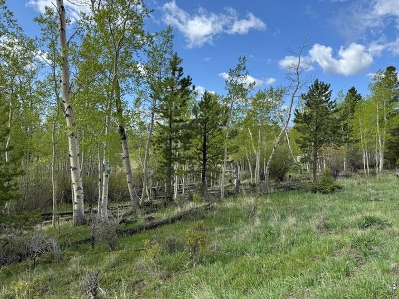 137 Cimarron Road Red Feather Lakes, CO 80545 - Photo 10 of 17 Gallery Image 10