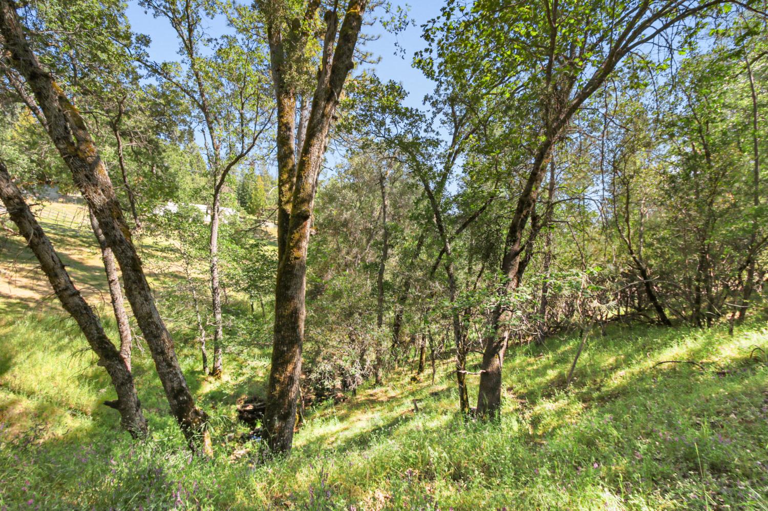 0 Hoot Owl Ravine Road Placerville, CA 95667 - Photo 4 of 20 a backyard of a house with lots of trees
