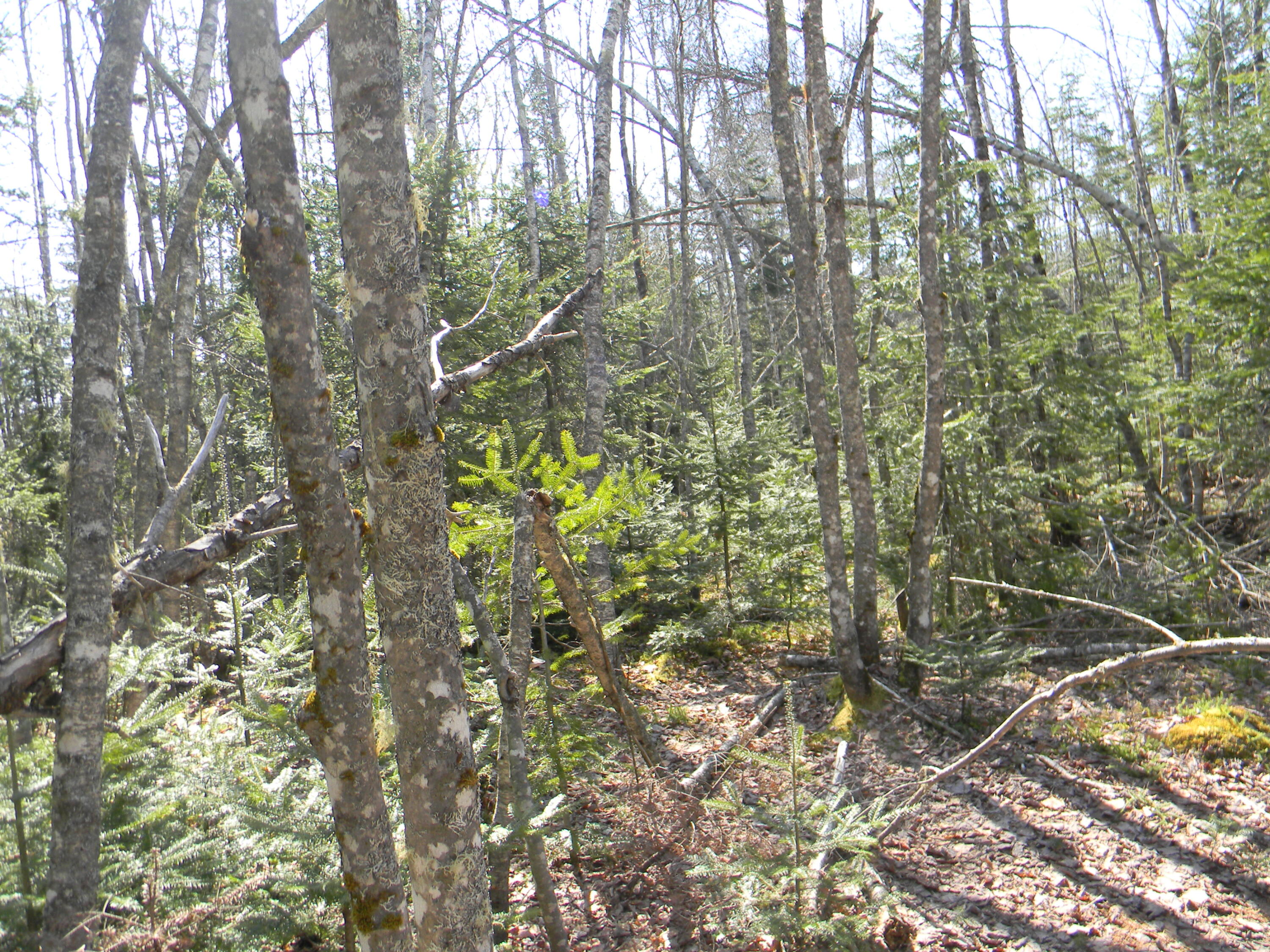 0 Lot Pease Map 4 Road Cambridge, ME 04923 - Photo 6 of 9 DSCN6062