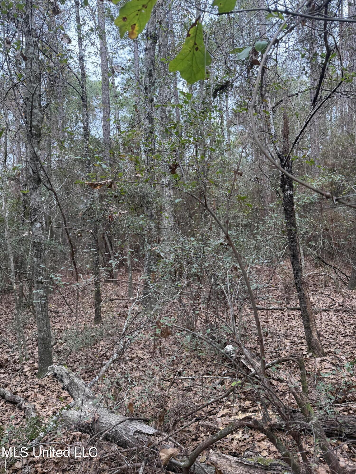 0 Lorraine Road Biloxi, MS 39532 - Photo 4 of 25 IMG_4494