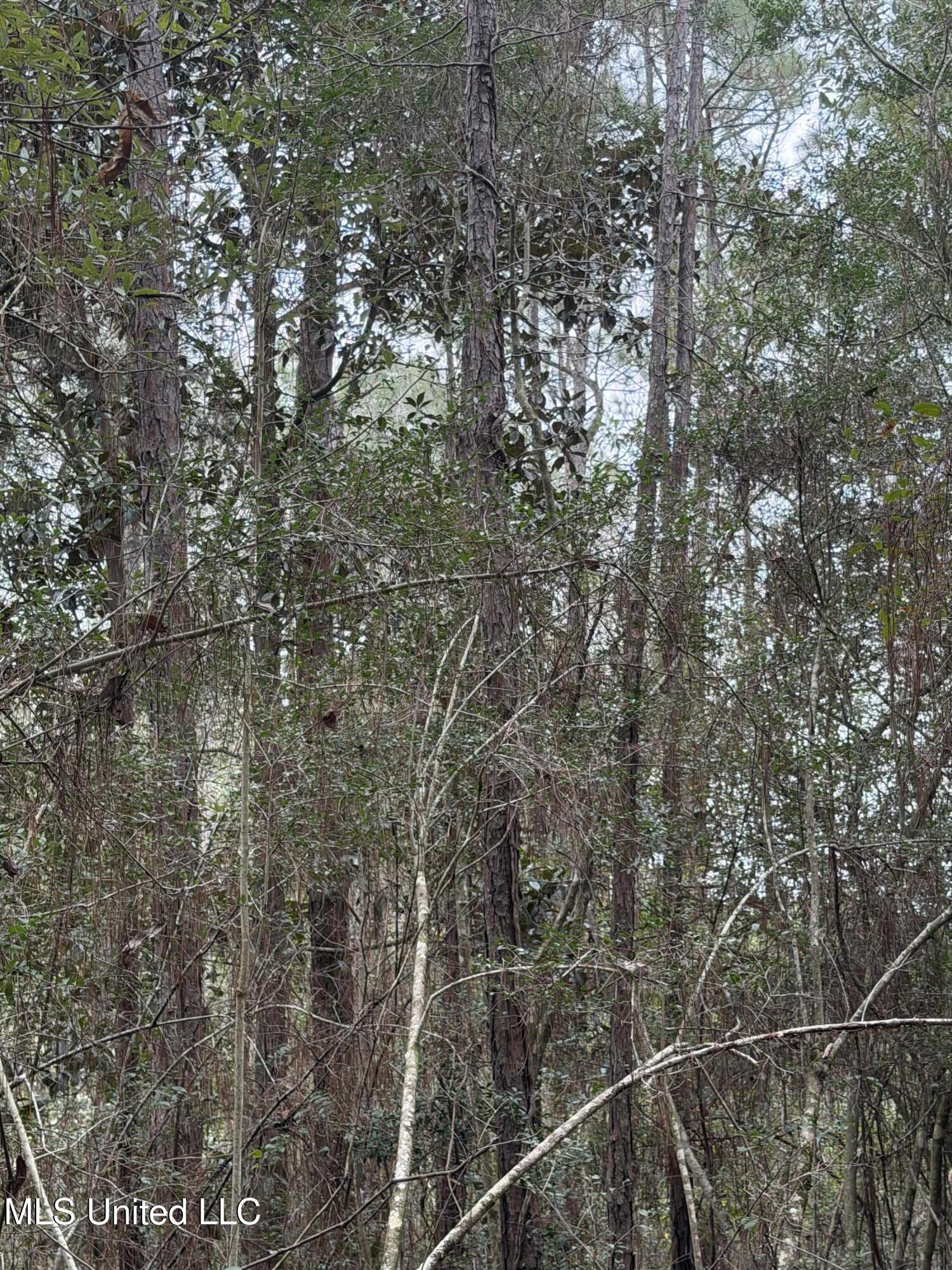 0 Lorraine Road Biloxi, MS 39532 - Photo 6 of 25 IMG_4497