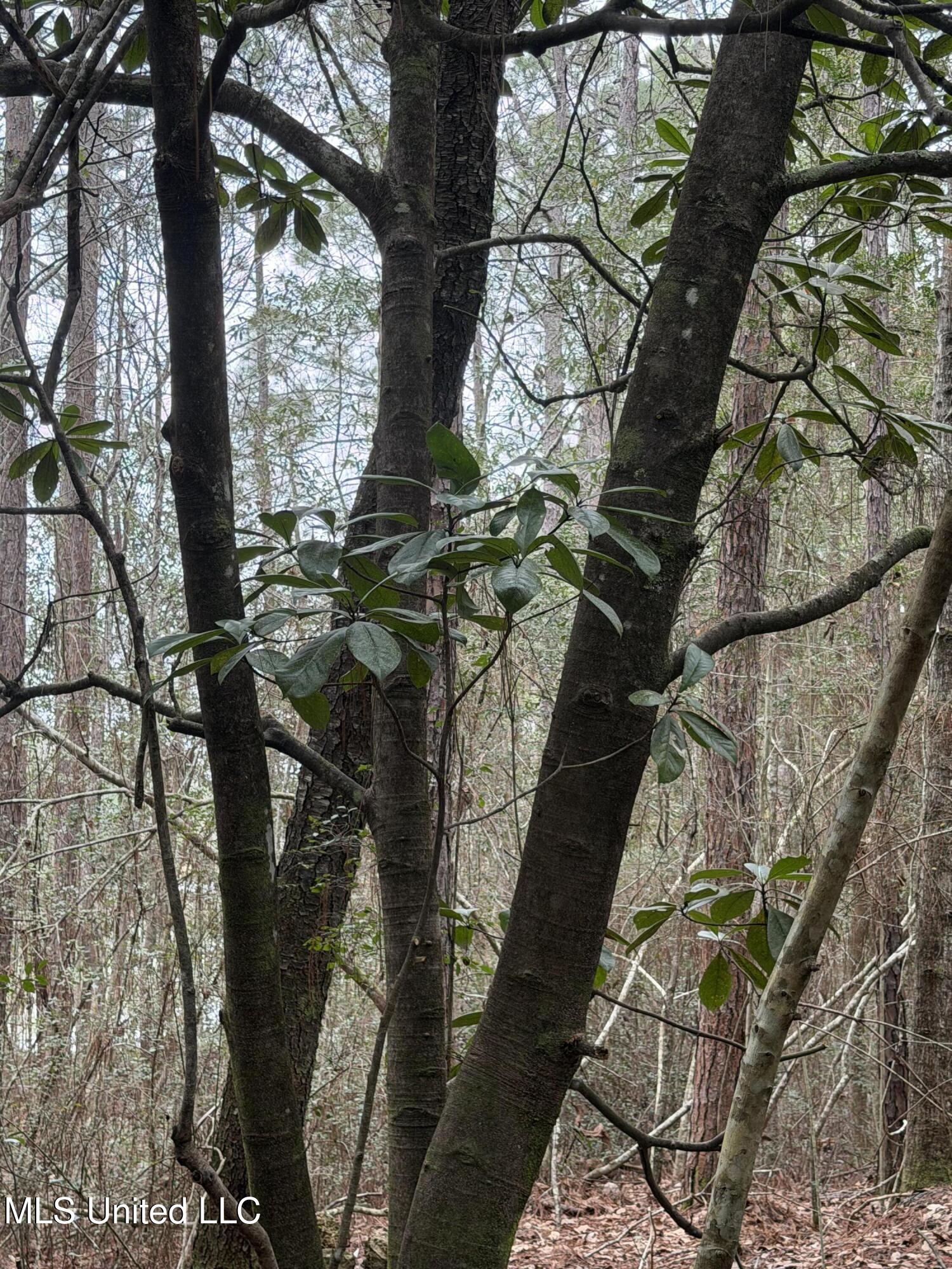0 Lorraine Road Biloxi, MS 39532 - Photo 7 of 25 IMG_4498