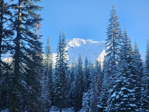 a view of a city with tall trees