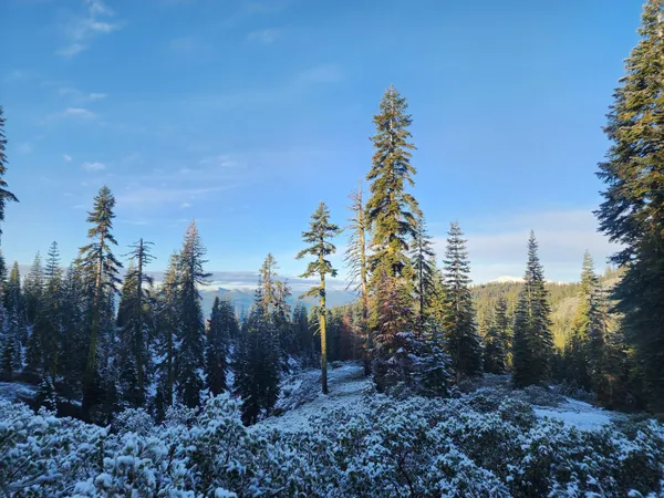 a view of a forest with lots of trees