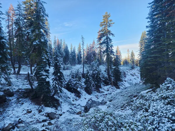 a view of a forest with trees in the background