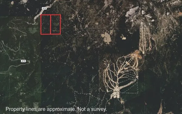 a close up of a tree in a yard