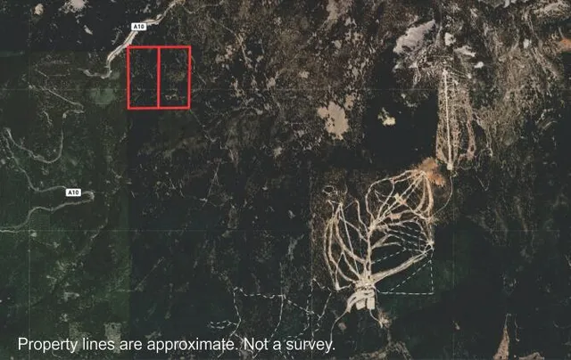 a close up of a tree in a yard