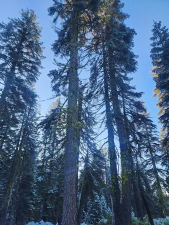 a picture of tree