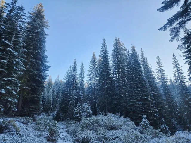 a view of a forest with trees in the background