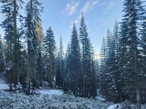a view of a forest filled with trees