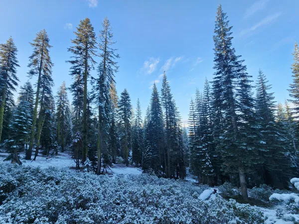 a view of a forest with trees