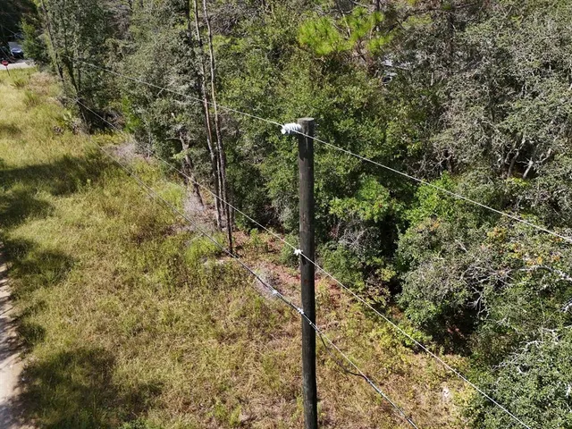 a view of a forest with trees
