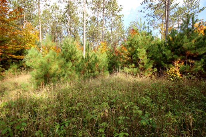 3550 Bowerman Road Kingsley, MI 49649 - Photo 10 of 13 1824898-9.JPG
