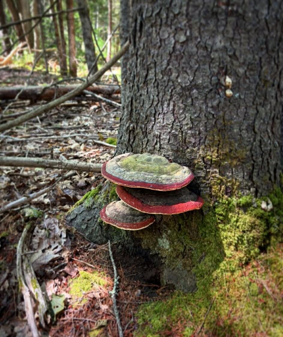 150 Post Office Road Westport Island, ME 04578 - Photo 7 of 7 Local mushrooms