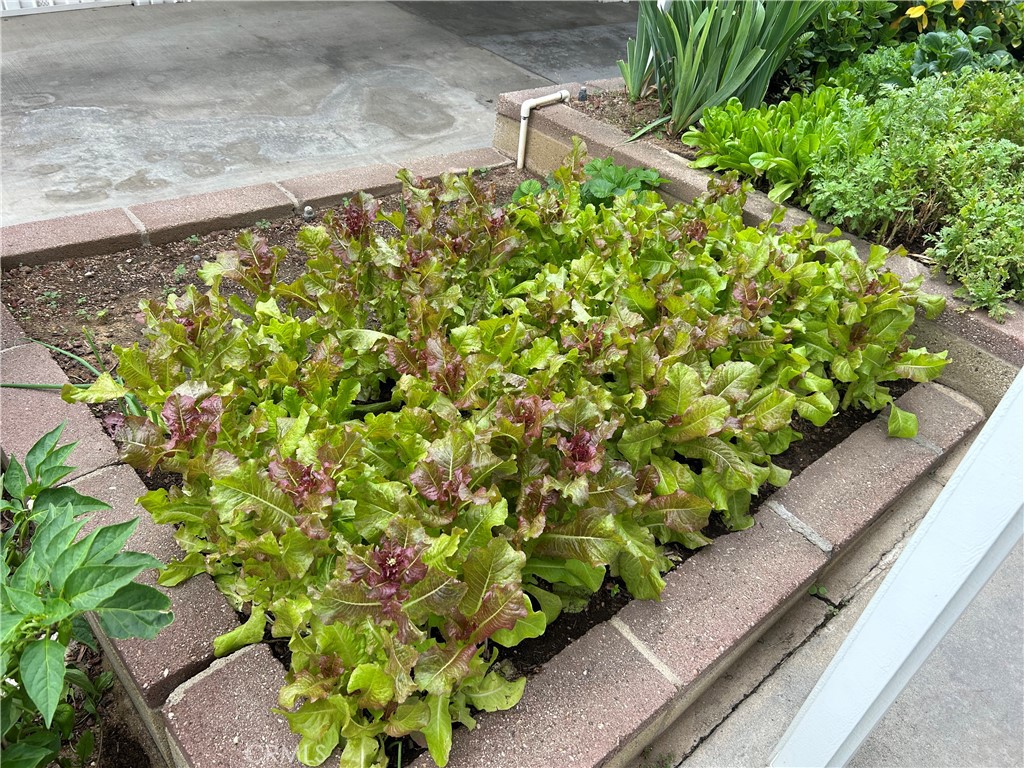 17 Gomes Way Brea, CA 92821 - Photo 33 of 47 a plant with lots of flowers