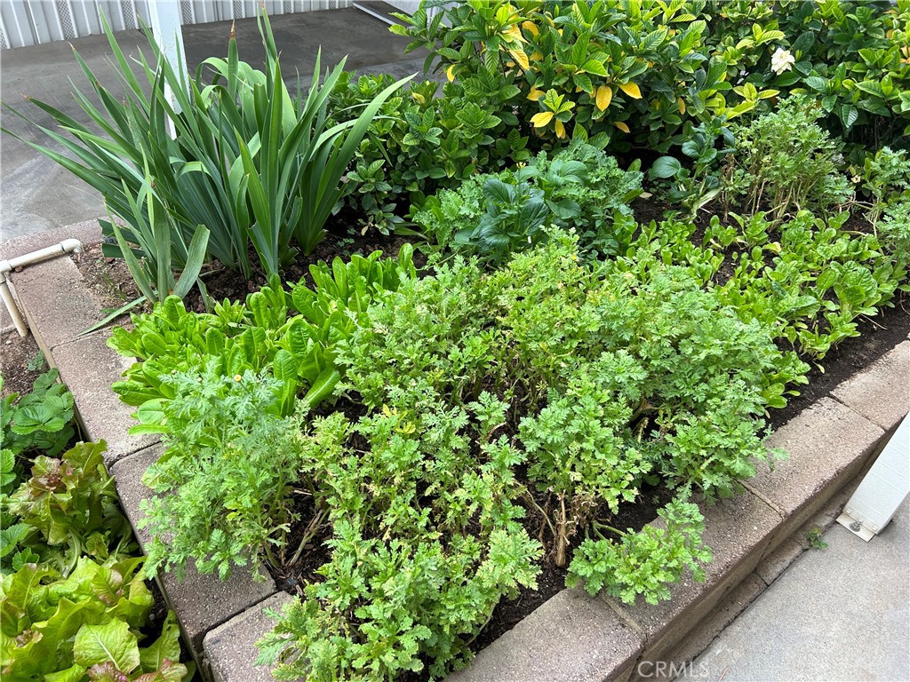 17 Gomes Way Brea, CA 92821 - Photo 34 of 47 a view of a garden with plants