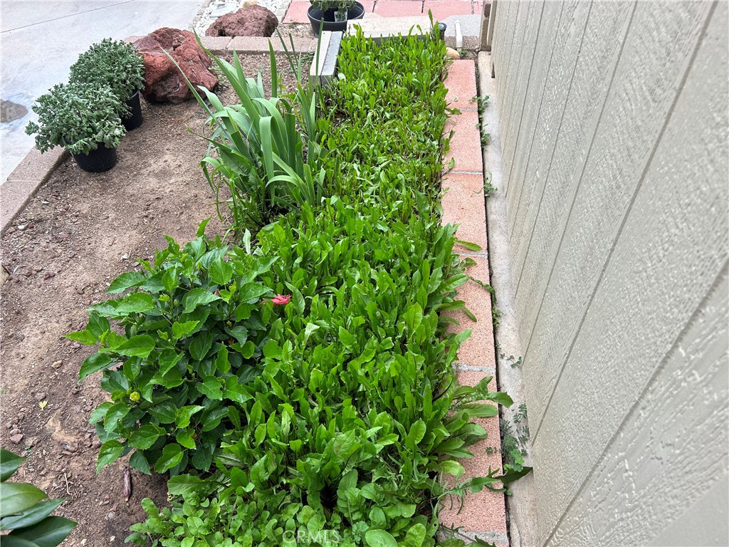 17 Gomes Way Brea, CA 92821 - Photo 36 of 47 a plant is in a garden