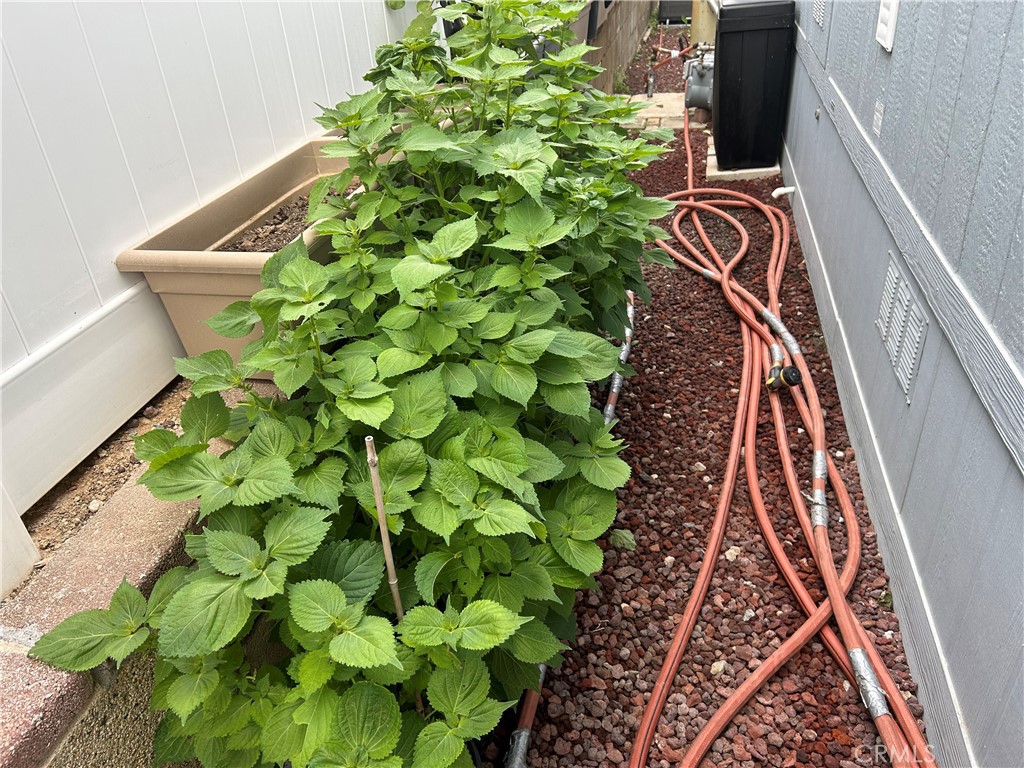 17 Gomes Way Brea, CA 92821 - Photo 37 of 47 a close up of a plant in a garden