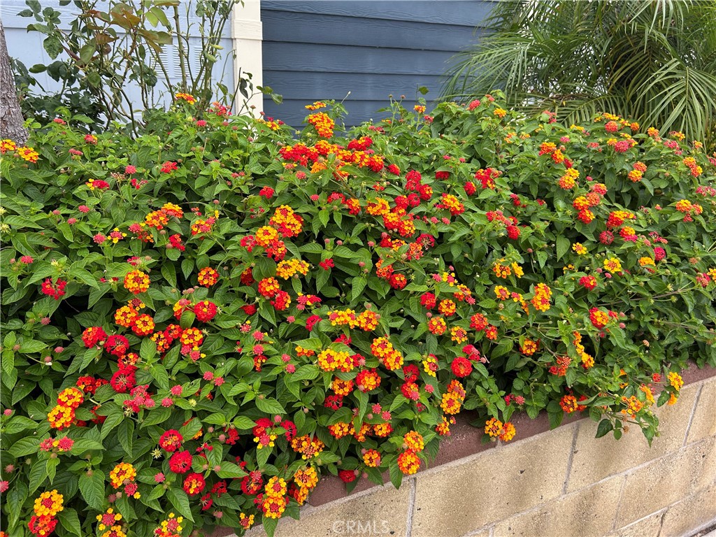 17 Gomes Way Brea, CA 92821 - Photo 42 of 47 a flower lots of flowers