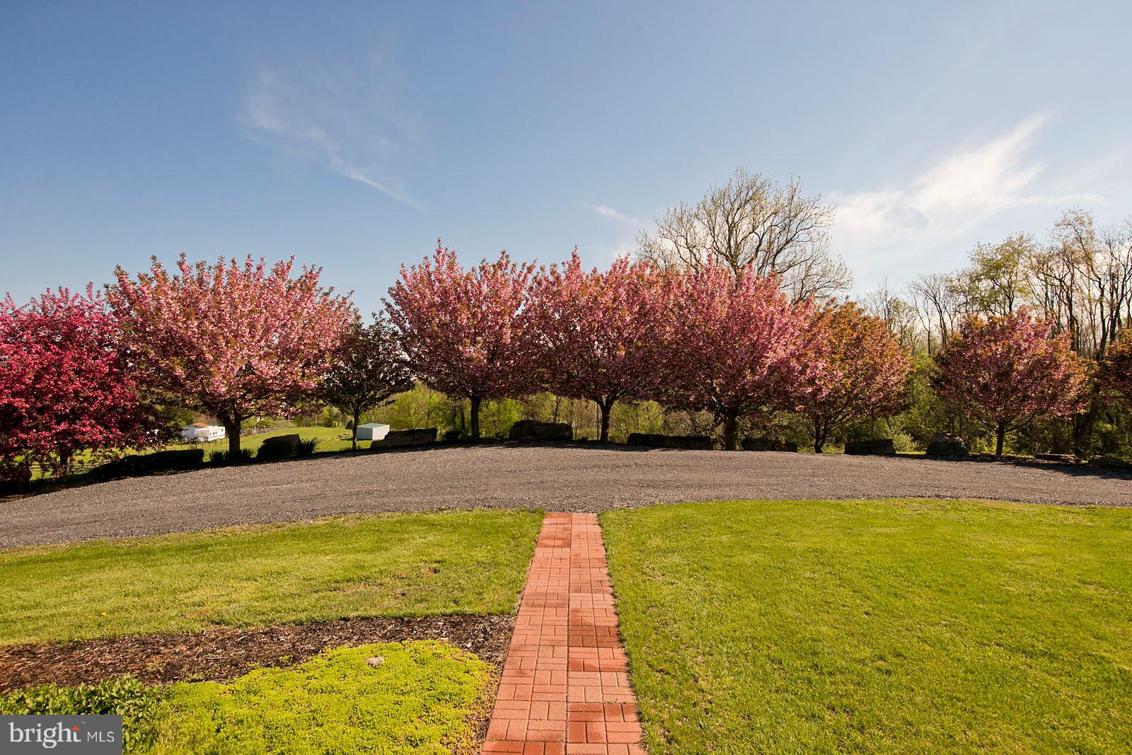 426 White Hall Road Winchester, VA 22603 - Photo 54 of 76 Kanzan cherry tree lined driveway