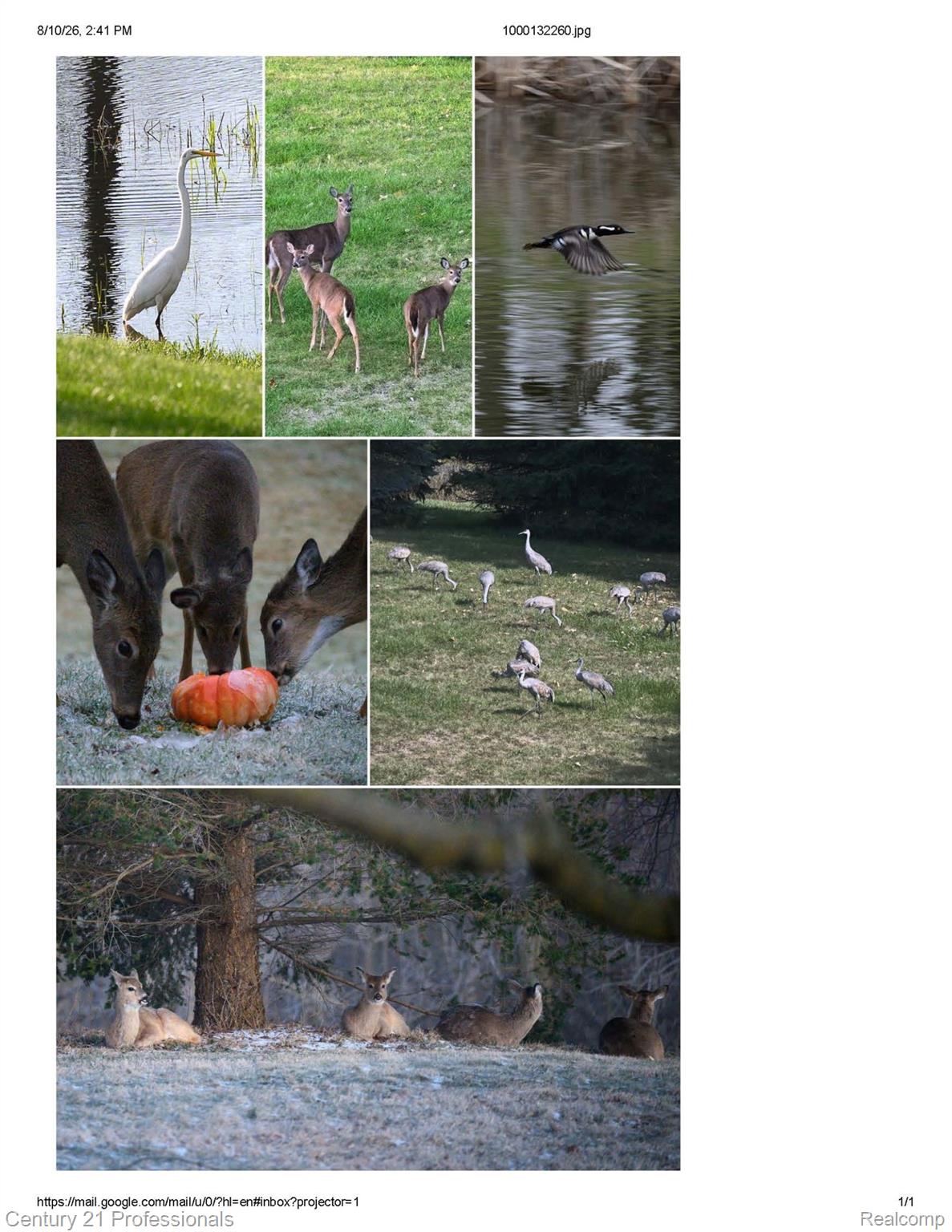 5675 36 Mile Road Romeo, MI 48065 - Photo 5 of 54 An abundance of breath taking wildlife, right in your back yard