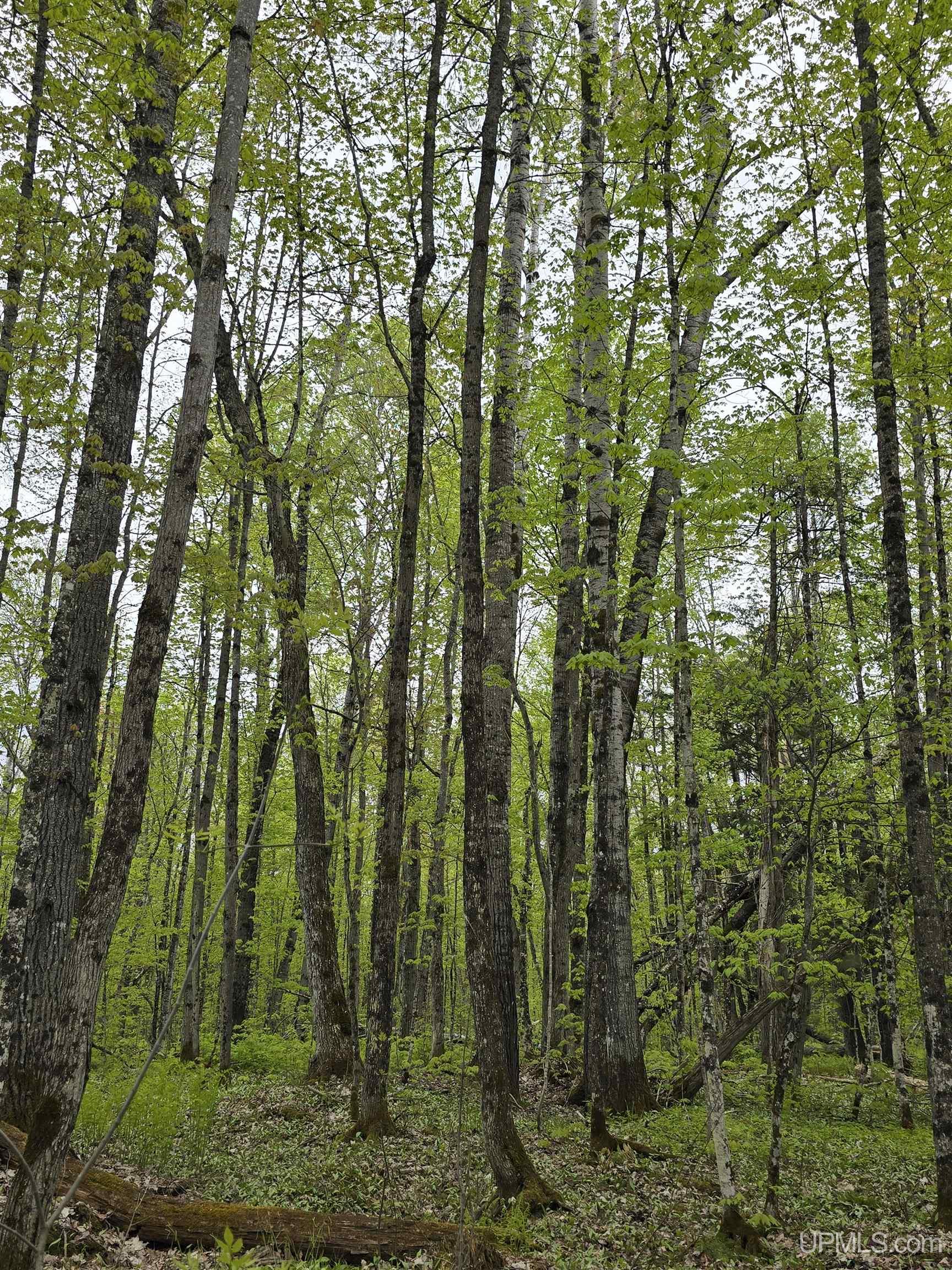 Lot 37 Yellow Road Pelkie, MI 49958 - Photo 15 of 34