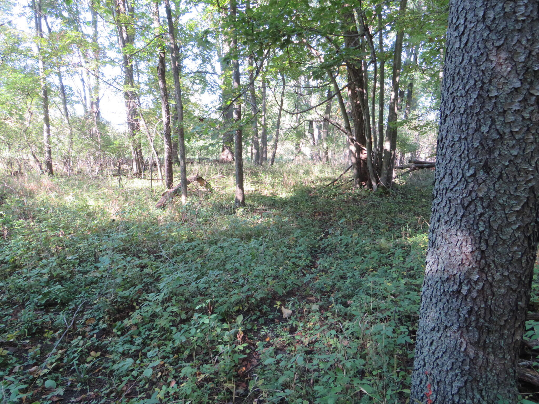 Vl Winegar Road Perry, MI 48872 - Photo 24 of 49 IMG_1118