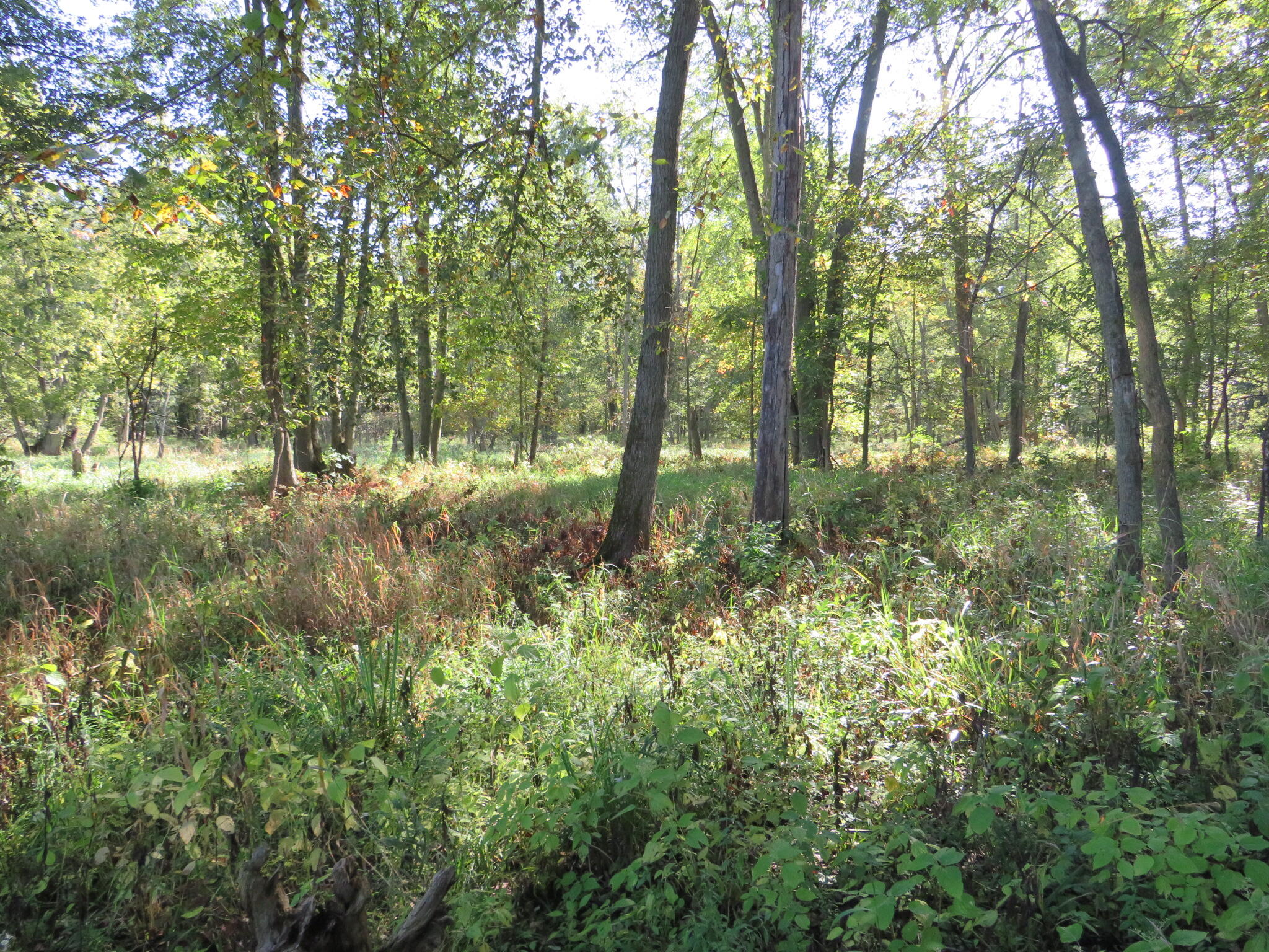 Vl Winegar Road Perry, MI 48872 - Photo 36 of 49 IMG_1130