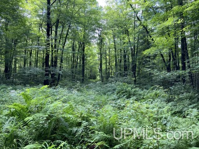 40-acres New DNR Road Crystal Falls, MI 49920 - Photo 15 of 46