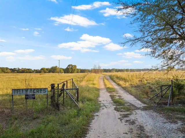 a street view with large trees